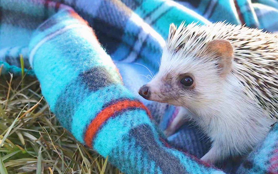 Adhérez à l’association !